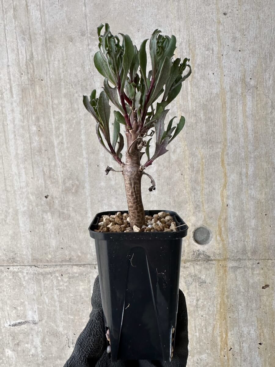 【現品限り】オトンナ・ロバタ【P11】 Othonna lobata