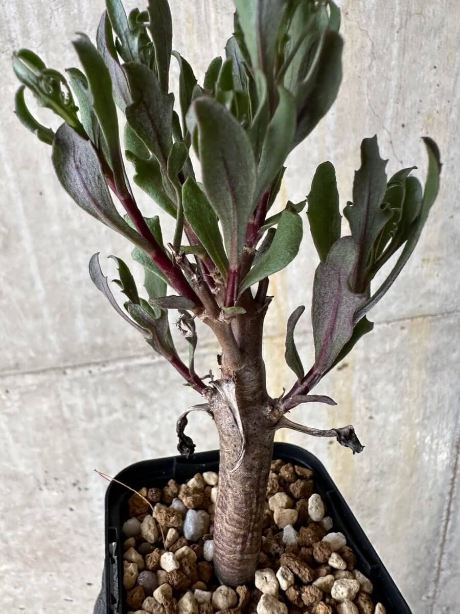 【現品限り】オトンナ・ロバタ【P11】 Othonna lobata