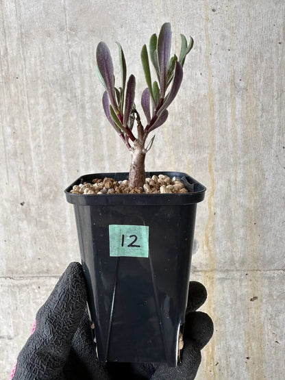 【現品限り】オトンナ・ロバタ【P12】 Othonna lobata