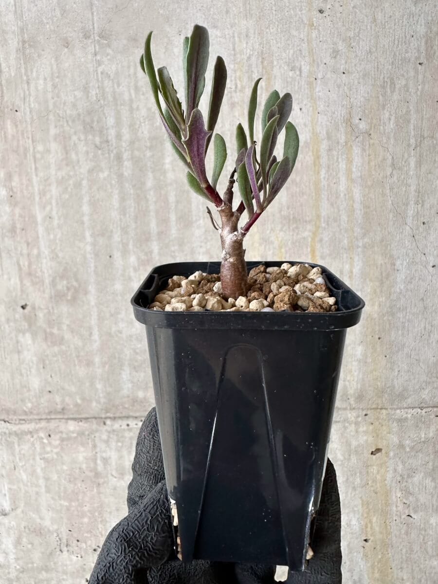 【現品限り】オトンナ・ロバタ【P12】 Othonna lobata