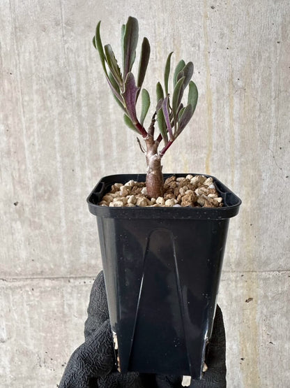 【現品限り】オトンナ・ロバタ【P12】 Othonna lobata