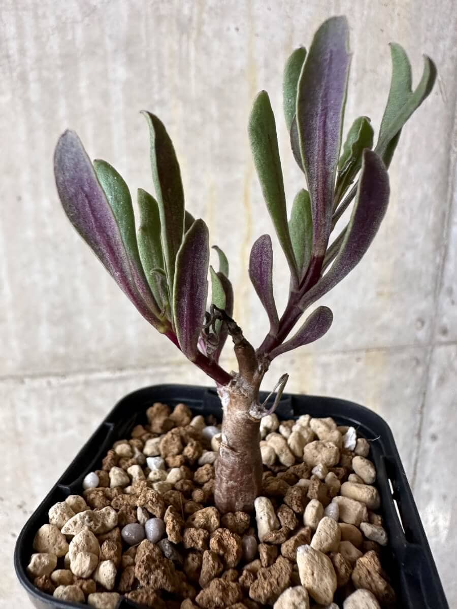 【現品限り】オトンナ・ロバタ【P12】 Othonna lobata