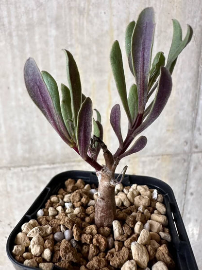 【現品限り】オトンナ・ロバタ【P12】 Othonna lobata