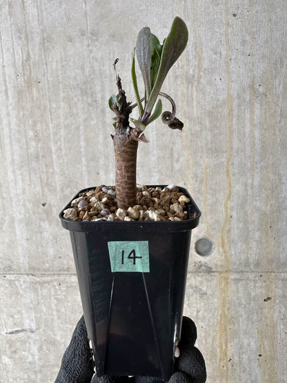 【現品限り】オトンナ・ロバタ【P14】 Othonna lobata