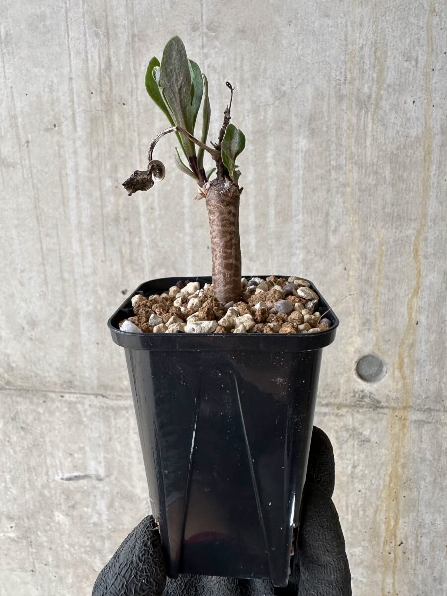 【現品限り】オトンナ・ロバタ【P14】 Othonna lobata