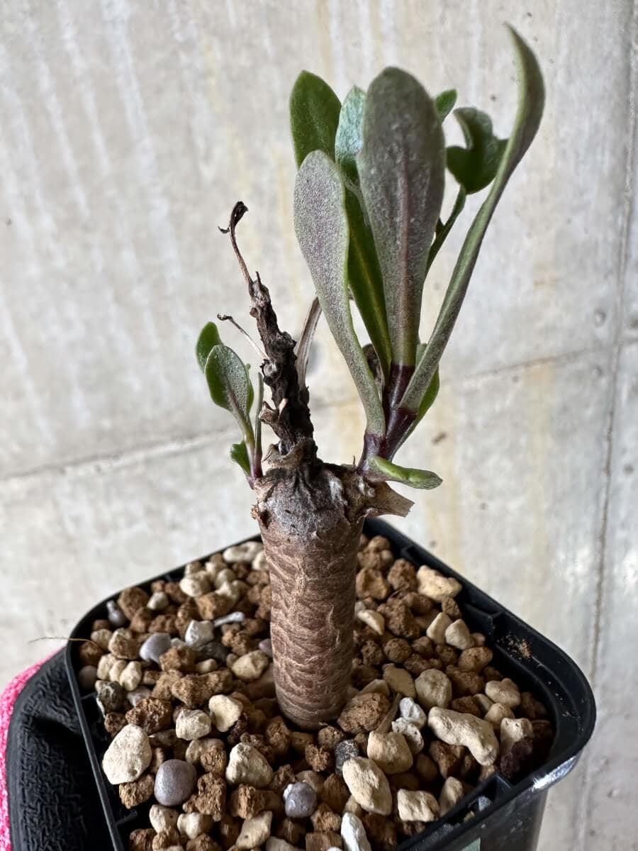 【現品限り】オトンナ・ロバタ【P14】 Othonna lobata