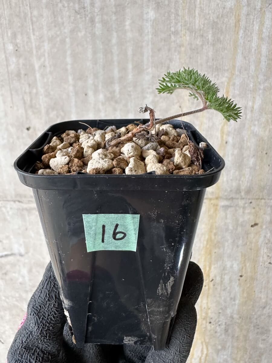 【現品限り】ペラルゴニウム・トリステ 実生【P16】 Pelargonium triste