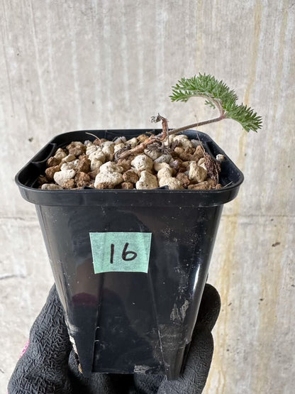 【現品限り】ペラルゴニウム・トリステ 実生【P16】 Pelargonium triste