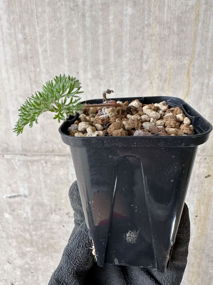 【現品限り】ペラルゴニウム・トリステ 実生【P16】 Pelargonium triste