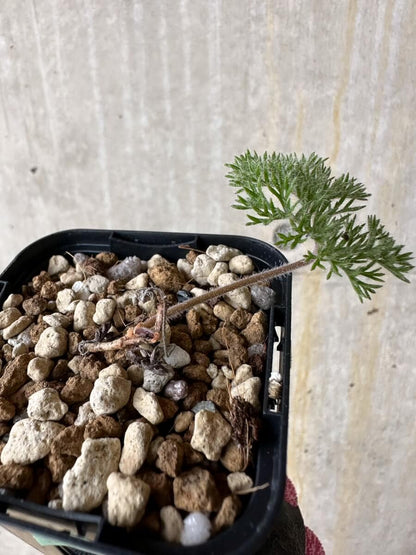 【現品限り】ペラルゴニウム・トリステ 実生【P16】 Pelargonium triste