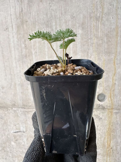 【現品限り】ペラルゴニウム・トリステ 実生【P17】 Pelargonium triste