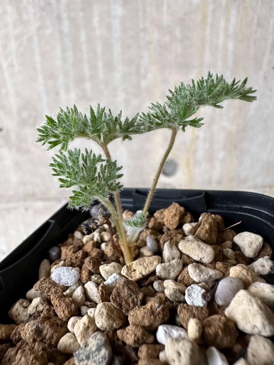 【現品限り】ペラルゴニウム・トリステ 実生【P17】 Pelargonium triste