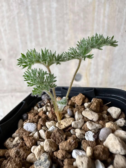 【現品限り】ペラルゴニウム・トリステ 実生【P17】 Pelargonium triste