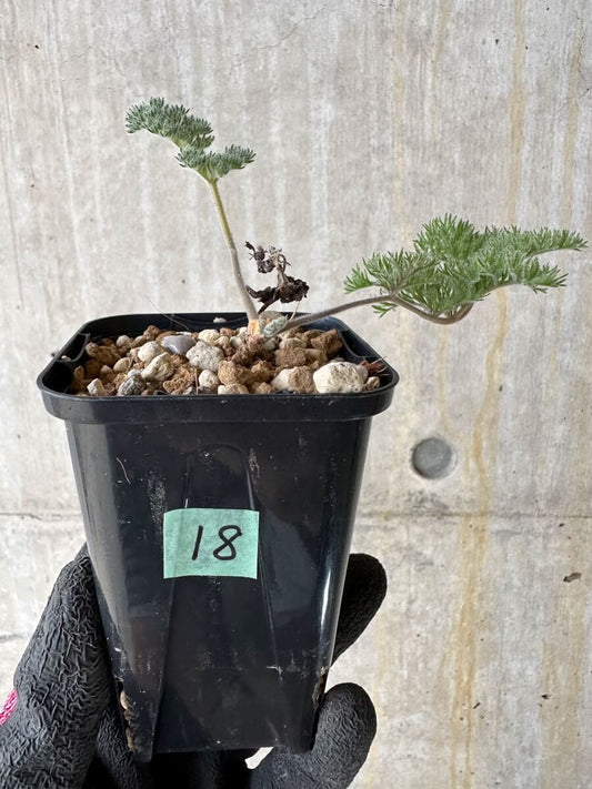 【現品限り】ペラルゴニウム・トリステ 実生【P18】 Pelargonium triste