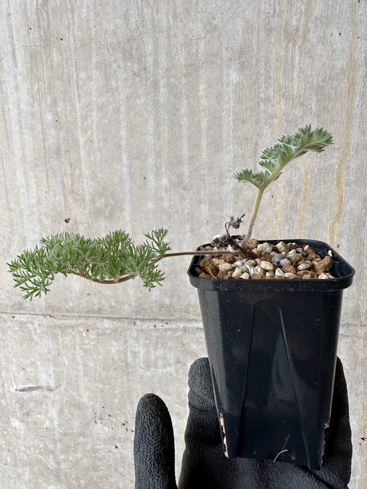 【現品限り】ペラルゴニウム・トリステ 実生【P18】 Pelargonium triste