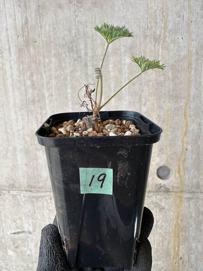 【現品限り】ペラルゴニウム・トリステ 実生【P19】 Pelargonium triste