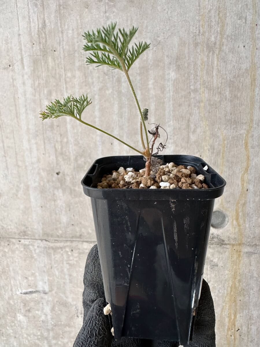 【現品限り】ペラルゴニウム・トリステ 実生【P19】 Pelargonium triste