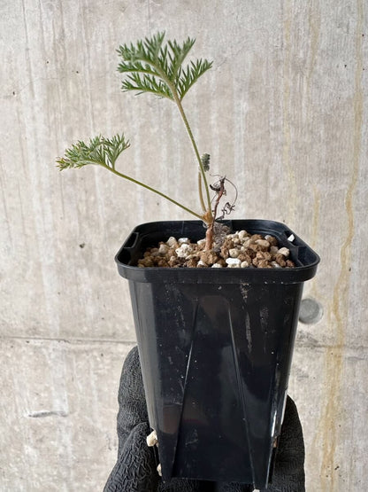 【現品限り】ペラルゴニウム・トリステ 実生【P19】 Pelargonium triste