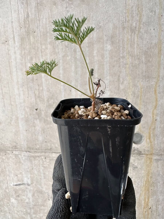 【現品限り】ペラルゴニウム・トリステ 実生【P19】 Pelargonium triste