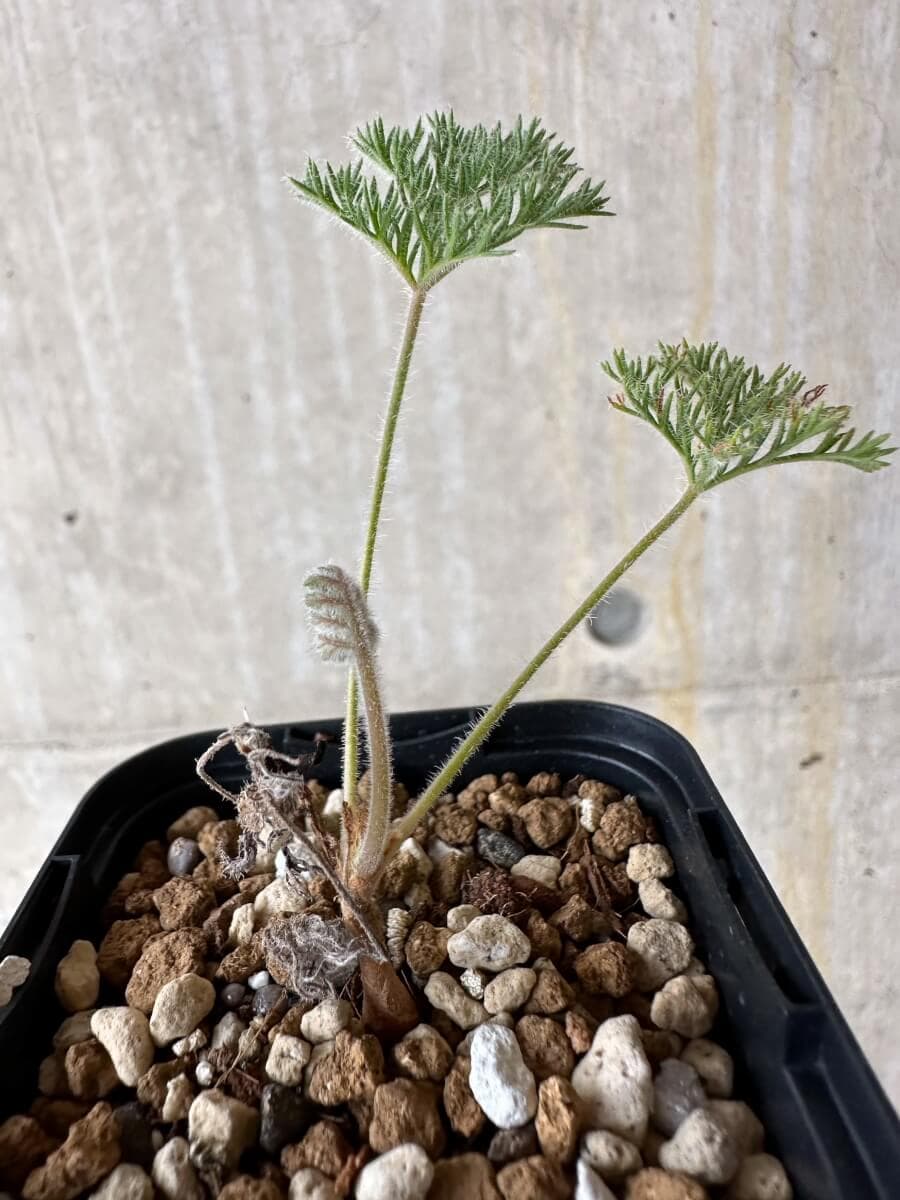 【現品限り】ペラルゴニウム・トリステ 実生【P19】 Pelargonium triste