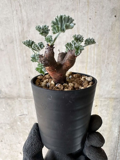 【現品限り】ペラルゴニム・ミラビレ 挿し木 発根済み【P1】 Pelargonium mirabile