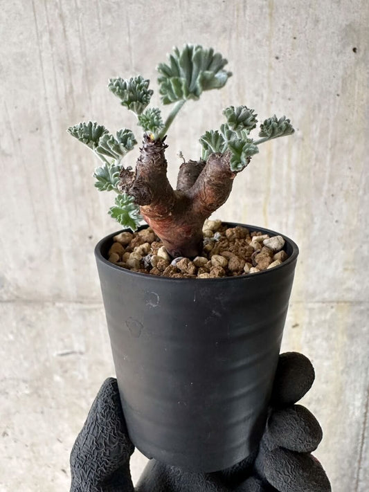 【現品限り】ペラルゴニム・ミラビレ 挿し木 発根済み【P1】 Pelargonium mirabile