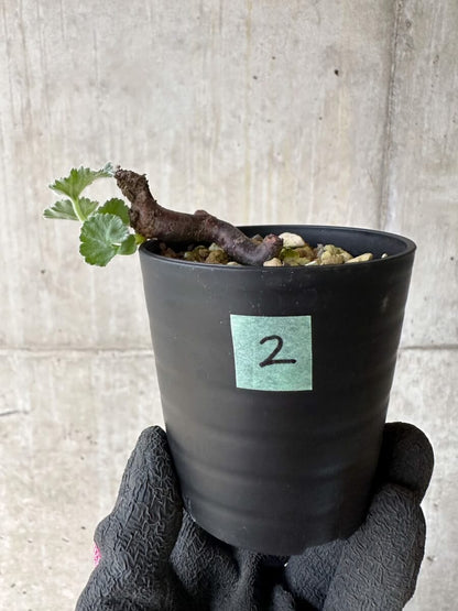【現品限り】ペラルゴニム・ミラビレ 挿し木 発根済み【P2】 Pelargonium mirabile