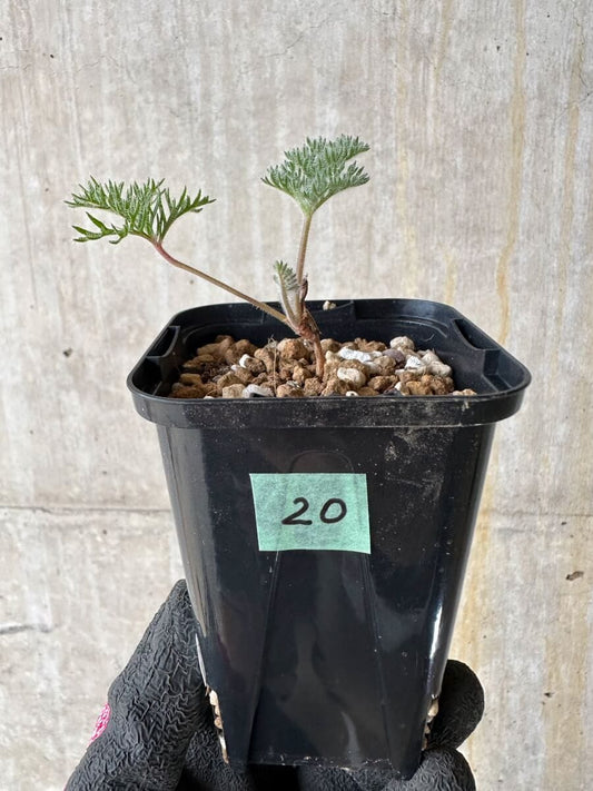 【現品限り】ペラルゴニウム・トリステ 実生【P20】 Pelargonium triste