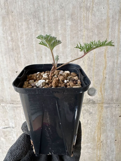 【現品限り】ペラルゴニウム・トリステ 実生【P20】 Pelargonium triste