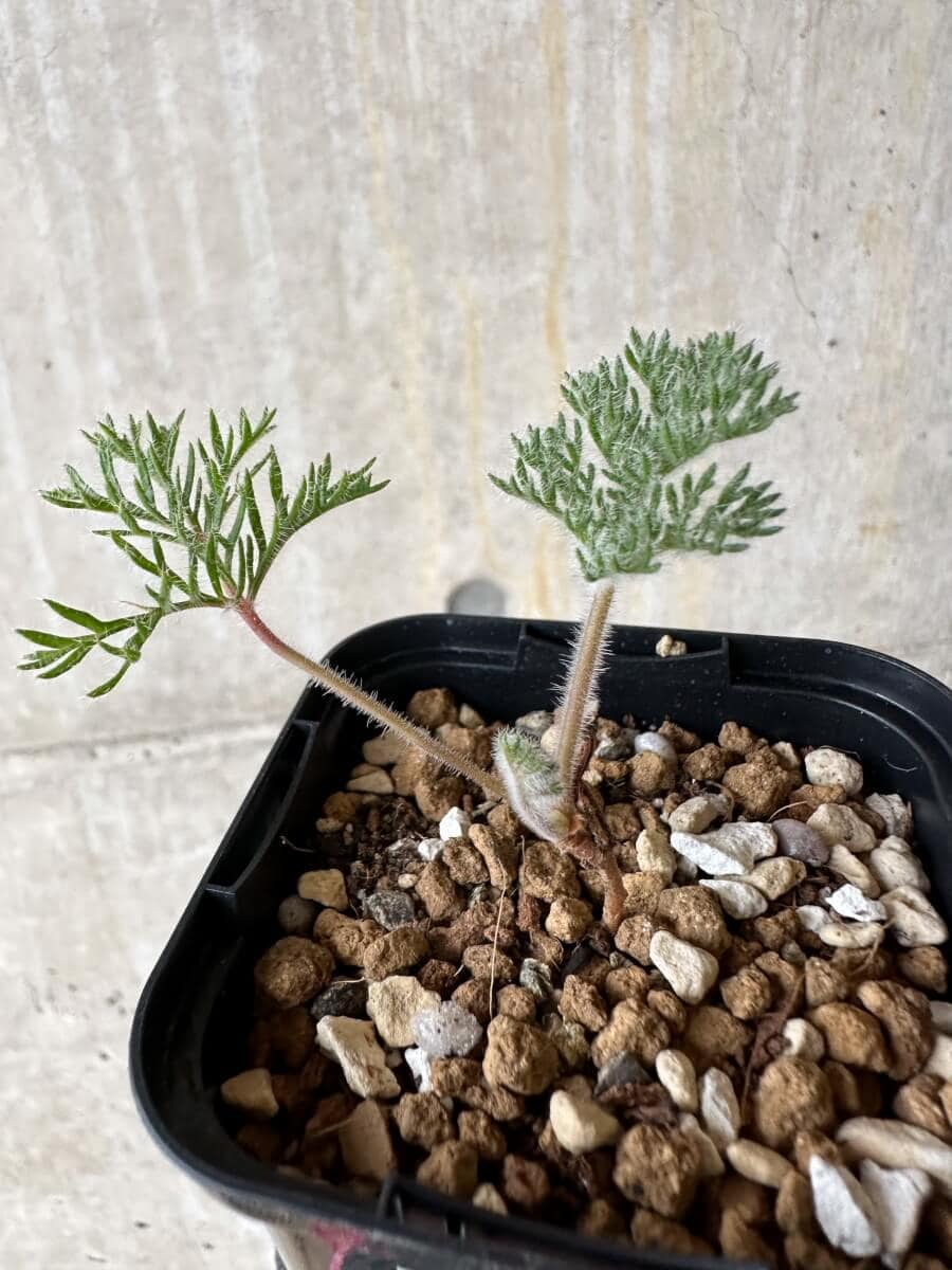 【現品限り】ペラルゴニウム・トリステ 実生【P20】 Pelargonium triste