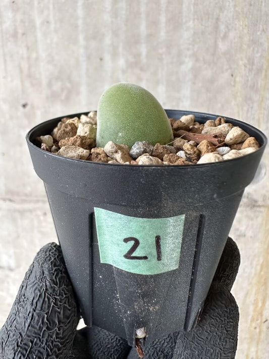 【現品限り】ムイリア・ホルテンセ【P21】 Muiria hortenseae