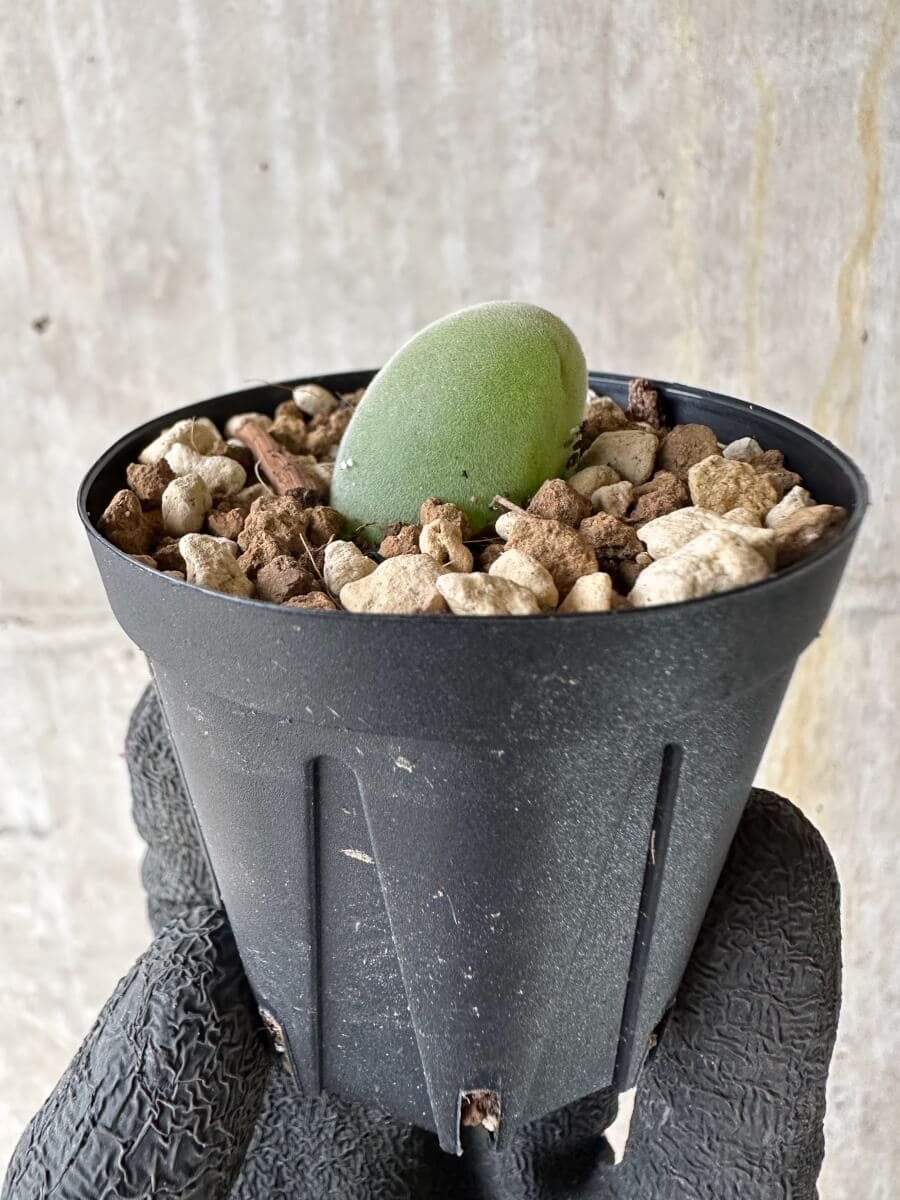 【現品限り】ムイリア・ホルテンセ【P21】 Muiria hortenseae