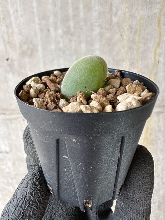 【現品限り】ムイリア・ホルテンセ【P21】 Muiria hortenseae