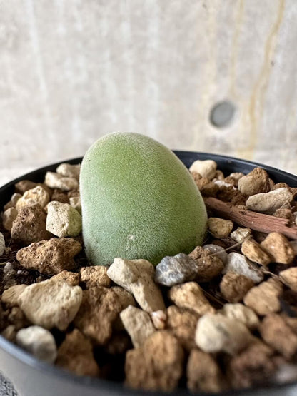 【現品限り】ムイリア・ホルテンセ【P21】 Muiria hortenseae