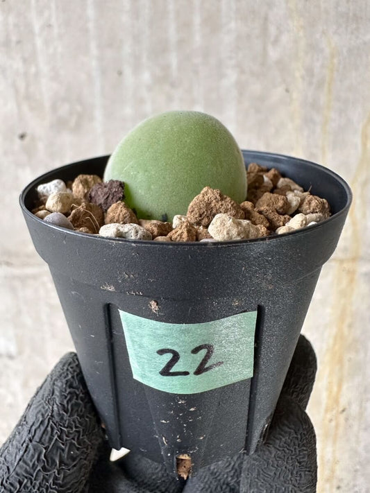 【現品限り】ムイリア・ホルテンセ【P22】 Muiria hortenseae