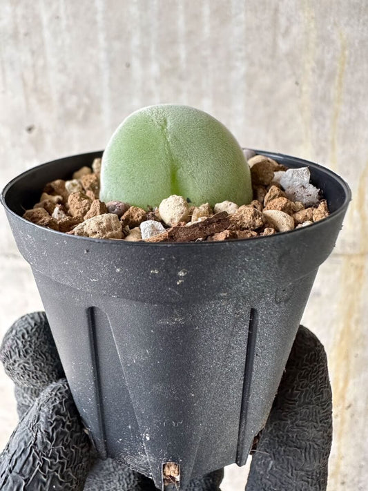 【現品限り】ムイリア・ホルテンセ【P22】 Muiria hortenseae