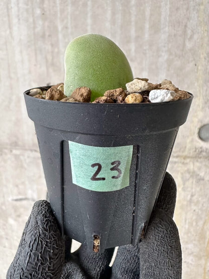 【現品限り】ムイリア・ホルテンセ【P23】 Muiria hortenseae