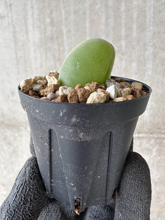 【現品限り】ムイリア・ホルテンセ【P23】 Muiria hortenseae