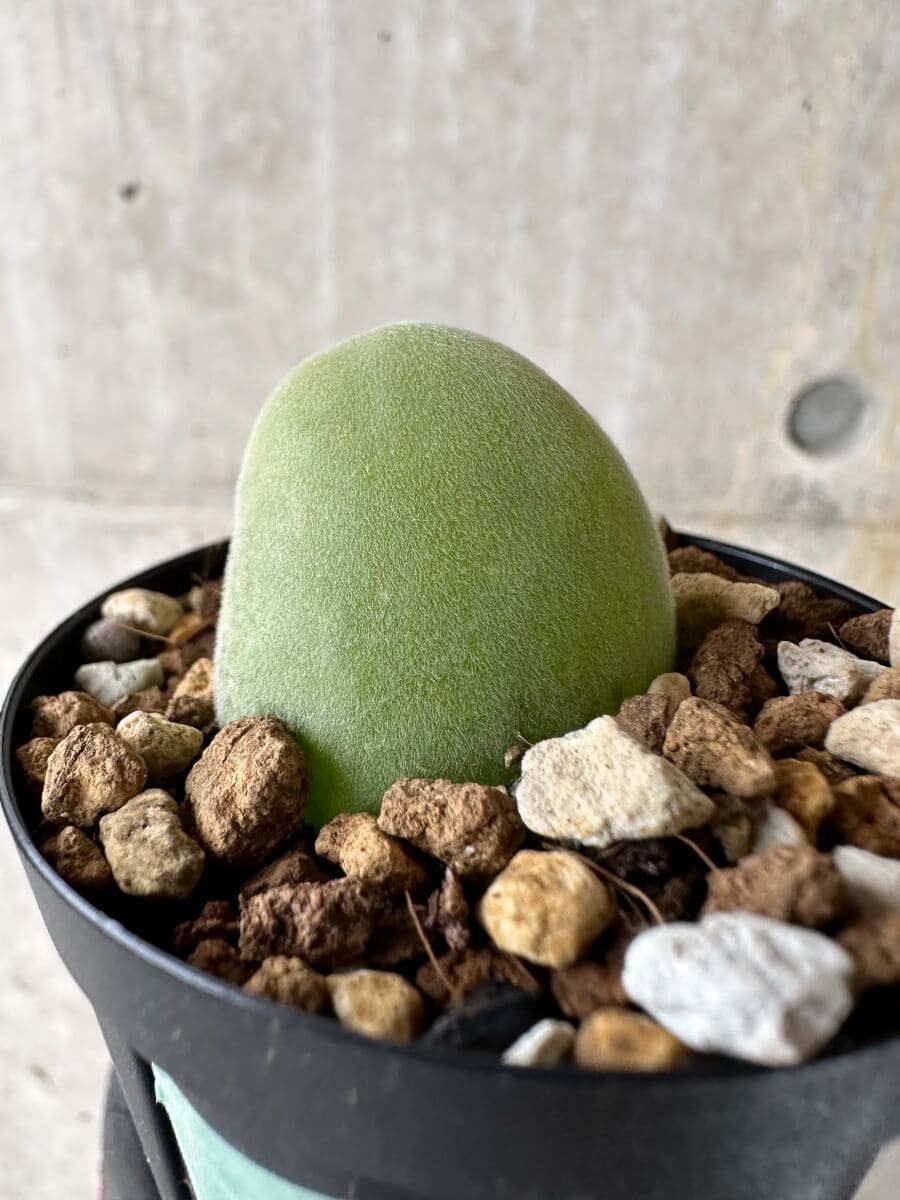 【現品限り】ムイリア・ホルテンセ【P23】 Muiria hortenseae