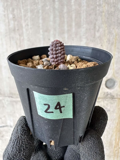 【現品限り】ブルビネ・ブルインシー【P24】 Bulbine bruynsii