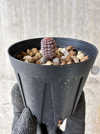 【現品限り】ブルビネ・ブルインシー【P24】 Bulbine bruynsii