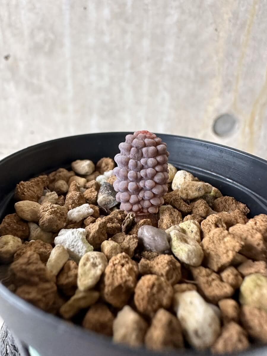 【現品限り】ブルビネ・ブルインシー【P24】 Bulbine bruynsii