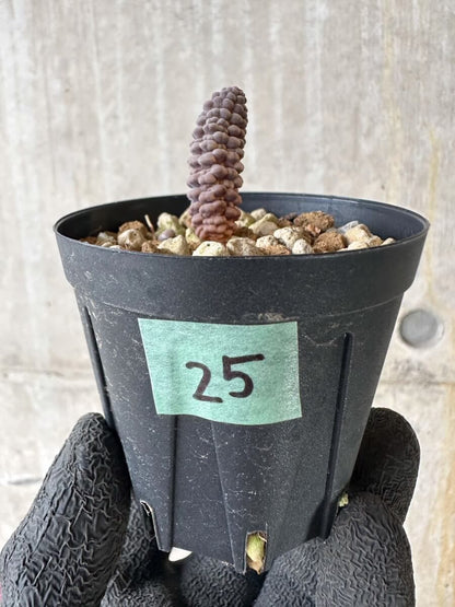 【現品限り】ブルビネ・ブルインシー 【P25】 Bulbine bruynsii