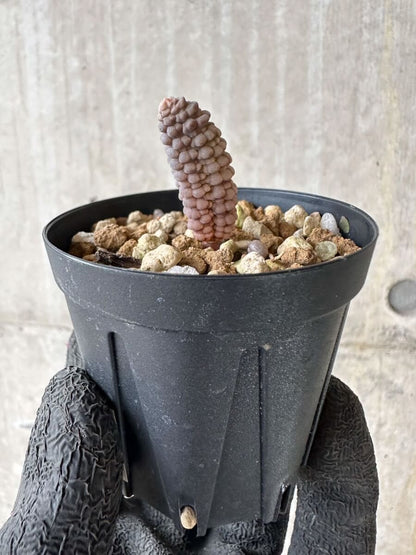 【現品限り】ブルビネ・ブルインシー 【P25】 Bulbine bruynsii