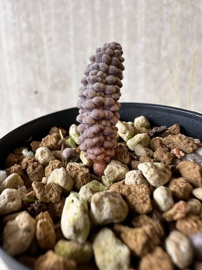 【現品限り】ブルビネ・ブルインシー 【P25】 Bulbine bruynsii