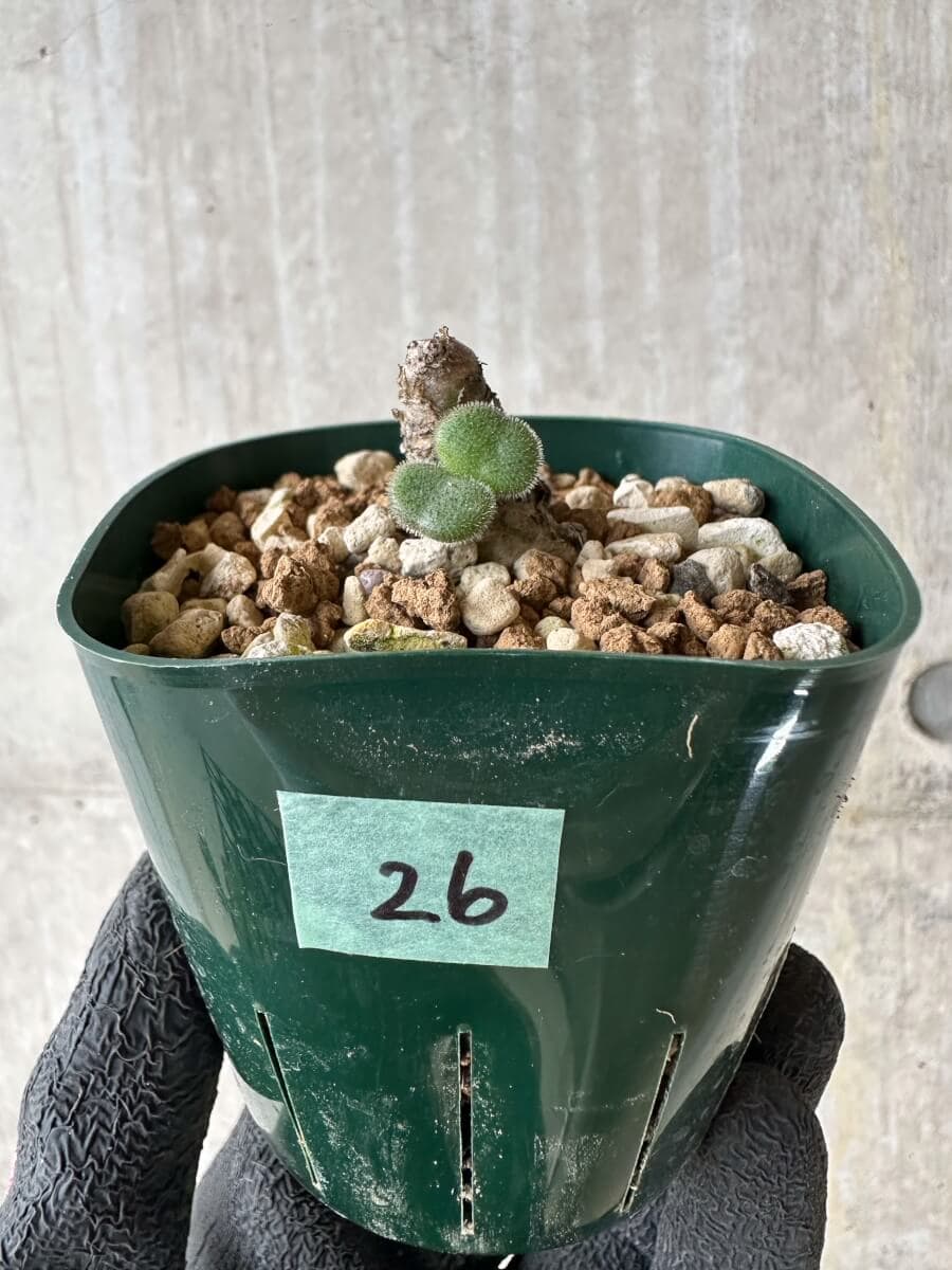 【現品限り】チレコドン・ノルティ【P26】 Tylecodon nolteei