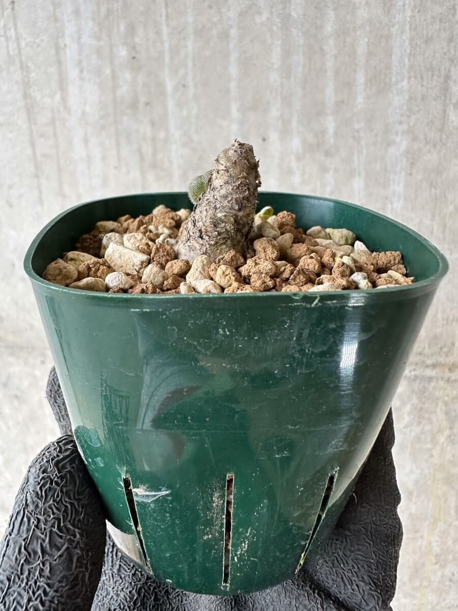 【現品限り】チレコドン・ノルティ【P26】 Tylecodon nolteei