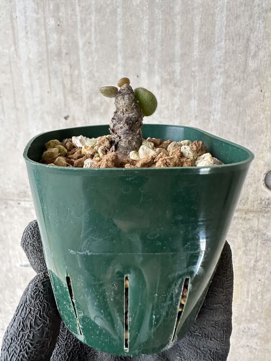 現品限り】チレコドン・ノルティ【P27】 Tylecodon nolteei 塊根植物