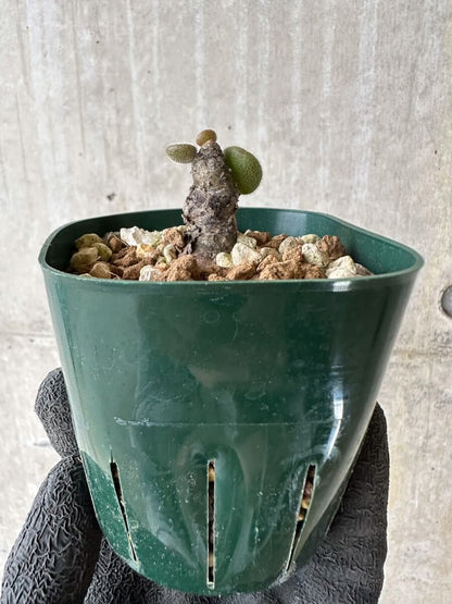 【現品限り】チレコドン・ノルティ【P27】 Tylecodon nolteei