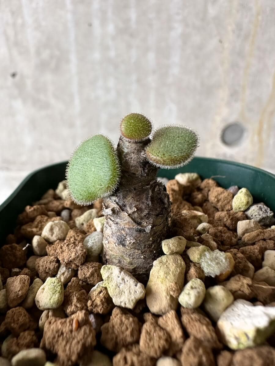 現品限り】チレコドン・ノルティ【P27】 Tylecodon nolteei 塊根植物